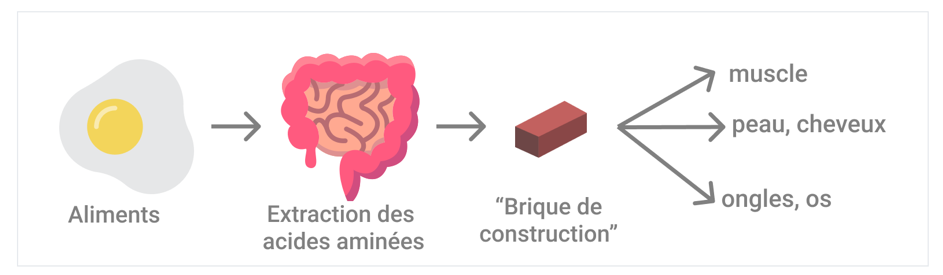 Répartition des apports hydrique