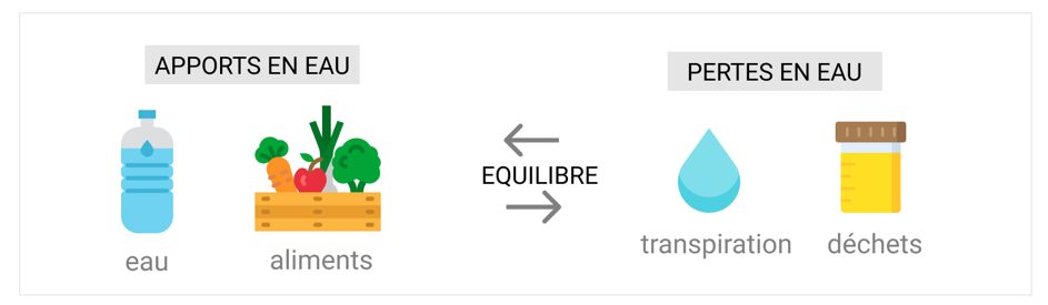 équilibre hydrique